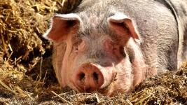 prase pig-2189566 1280